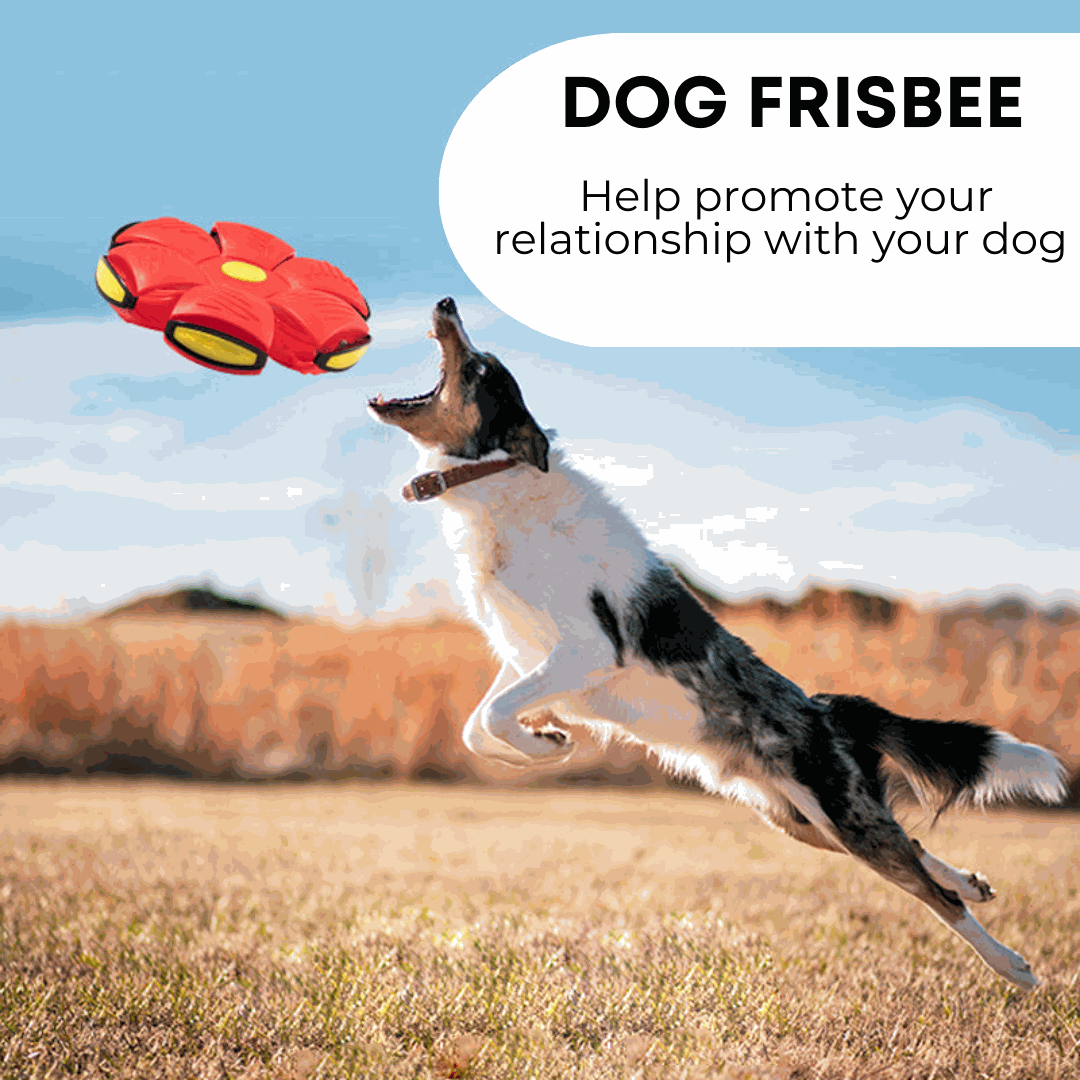 Dog Frisbee in bright red with black and yellow details, shaped as a chunky disc as a black and white dog leaps to catch it.